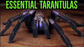 MUST HAVE Tarantulas  YOU Need These BIG Spiders [upl. by Ahel]