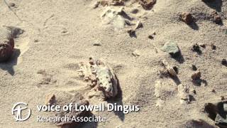 How Are Dinosaur Fossils Discovered and Collected [upl. by Morgun433]