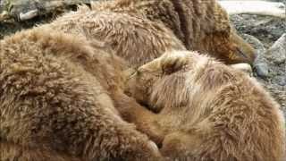 Kodiak Bear Cub Nursing [upl. by Nyltyak]