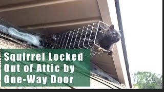 Squirrel Removal Example Using One Way Doors [upl. by Ardnuahs539]