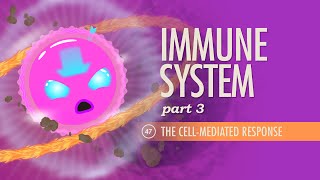 Immune System Part 3 Crash Course Anatomy amp Physiology 47 [upl. by Ahsiaa988]