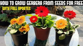 How To Grow Gerbera From Seeds For Free  FULL INFORMATION [upl. by Wernick362]