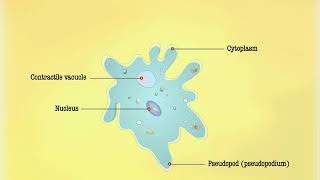 Nutrition in Amoeba  Macmillan Education India [upl. by Mathe749]