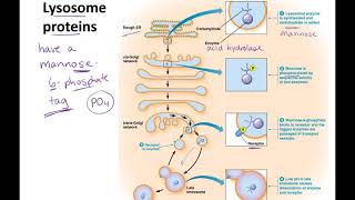 Endosomes to Lysosomes lecture [upl. by Beutler]