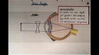 Das Auge Sehfehler [upl. by Dorry]