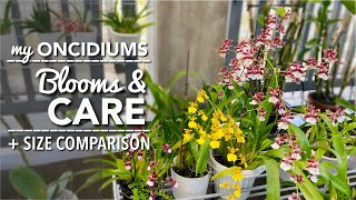 ONCIDIUM ORCHIDS Blooms amp Care  How To Water amp Fertilize Oncidiums  Medium Pot amp Size Comparison [upl. by Joye622]