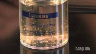 How to Care for Daphnia [upl. by Doone]