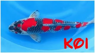 24 types and characteristics of the KOI Fish PART 2 [upl. by Meean630]