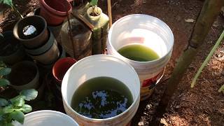 How to grow Green Water Algae [upl. by Ailicec238]