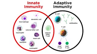 Introduction to Innate Immunity [upl. by Linnea]