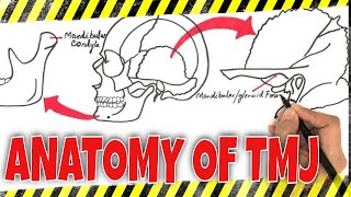 Anatomy of TMJ Temporomandibular Joint [upl. by Tomasina]