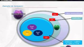 CYTOLOGIE Cytométrie en flux [upl. by Nhor200]