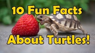 10 Fun Facts About Turtles [upl. by Atnas]