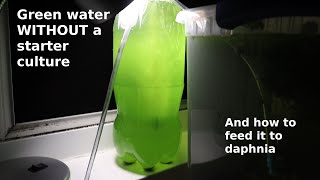 Green Water WITHOUT a Starter Culture  From Scratch  How To [upl. by Braden]