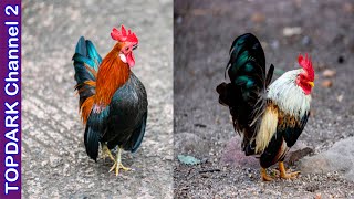 9 Razas de Gallos Pequeños [upl. by Acinhoj]