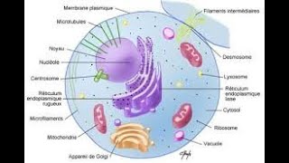 Introduction à la cytologie [upl. by Primaveras]