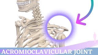 Acromioclavicular Joint Movement  Shoulder Anatomy amp Kinesiology [upl. by Zuleika]