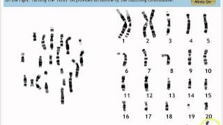 Make a Karyotype [upl. by Geer105]