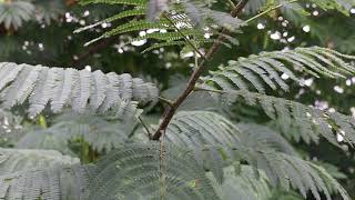 Mimosa tree Albizia julibrissin  Plant Identification [upl. by Launcelot]