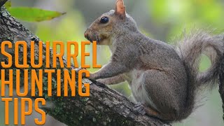 Four Squirrel Hunting Tips [upl. by Lavro]