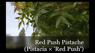 ClimateReady Trees Red Push Pistache [upl. by Yrkcaz205]