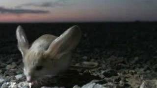 Longeared Jerboa extraordinary desert creature [upl. by Luapsemaj168]