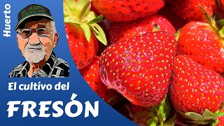 FRESAS COMO PRODUCIR FRESA Y FRESÓN Cultivo completo [upl. by Eiddet27]