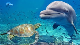 Relaxing Music for Stress Relief Dolphin singing Soothing Music for Meditation Therapy Sleep [upl. by Peisch]