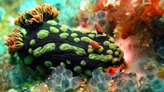 Fascinating Facts About Nudibranchs [upl. by Lenard]