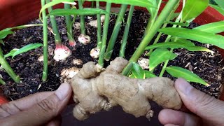 How To Grow Ginger Plant Indoors in Pot  Gardening Tips [upl. by Lundt]