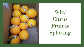 Why Does Citrus Fruit Split [upl. by Ased422]