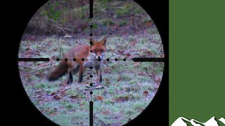 Fox and squirrel shooting [upl. by Gundry775]