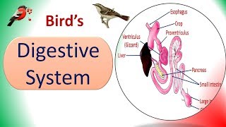 Digestive System  Birds  Structure amp Physiology [upl. by Akcirred501]