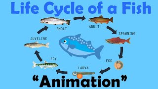 FISH LIFE CYCLE  Animation [upl. by Yhtrod]