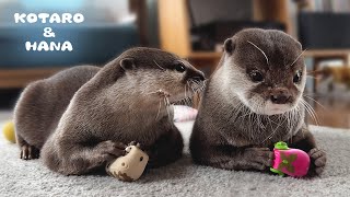 人間みたいなケンカするカワウソカップルの日常 Otter Couple Staring at Each Other and Fighting [upl. by Aivato]