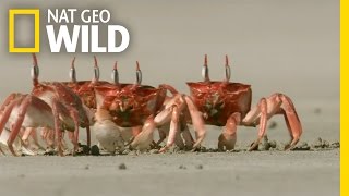 Crabby Eaters  Animal Dance Battles [upl. by Mabelle]