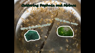 How To Culture Daphnia and Moinas using Green Water Spirulina powder [upl. by Katine]