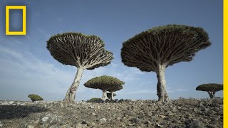 Dragons Blood Trees of Socotra Are Endangered  National Geographic [upl. by Razaile]