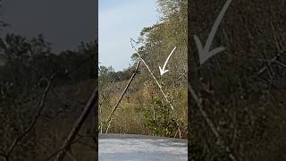 DEER DOG HUNTING IN SOUTH GA [upl. by Clo]