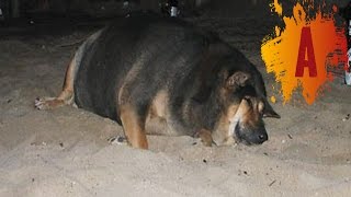 10 Fattest Dogs In The World [upl. by Olin]