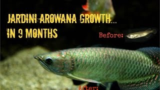 Jardini Arowana Growth 9 Months in 3½ Minutes [upl. by Randene525]