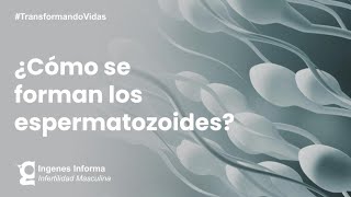 ¿Cómo se producen los espermatozoides  Ingenes [upl. by Kcirrez176]