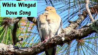 White Winged Dove Song [upl. by Marte]