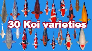 30 Koi Fish varieties types and characteristics [upl. by Yup]