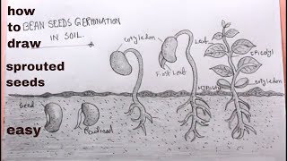 How TO Draw sprouted seedsseed germination drawing easy [upl. by Elora724]