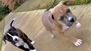 PITBULL BOXER MIX PUPPIES [upl. by Aynekat]