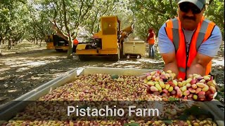 PISTACHIO HARVEST  ASI ES COMO COSECHAN EL PISTACHOPISTACHEPISTACHIO FARM [upl. by Emee495]