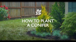 How to Plant a Conifer [upl. by Combe543]