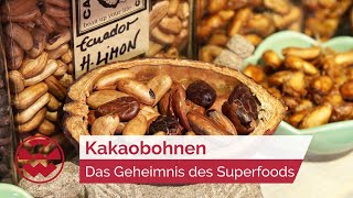 Kakaobohnen Das Geheimnis des Superfoods  GenussMomente  Welt der Wunder [upl. by Isleen]