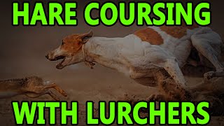 Hare Coursing With Lurchers  Working Lurchers [upl. by Glialentn]